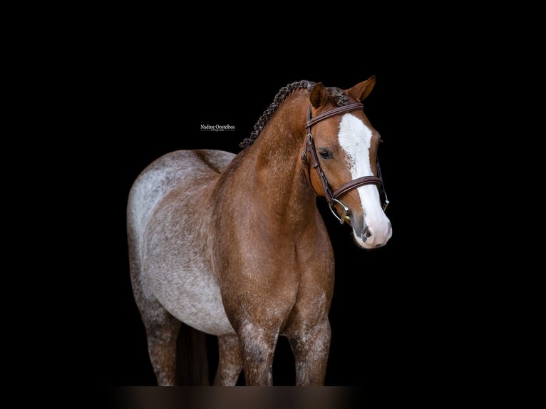 Altre razze Castrone 4 Anni 127 cm  in Oost West en Middelbeers