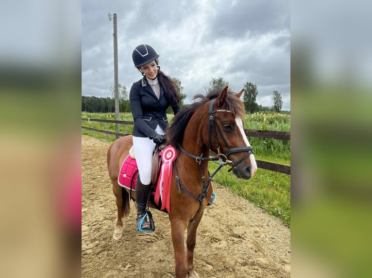 Altre razze Mix Castrone 4 Anni 130 cm in Parks