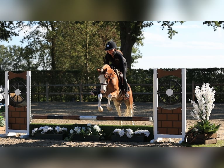 Altre razze Castrone 4 Anni 131 cm  in Oost West en Middelbeers