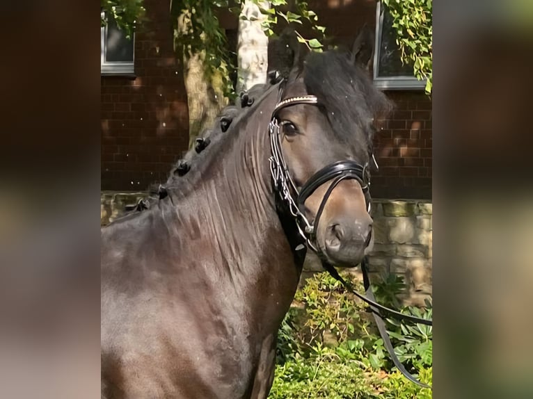 Altre razze Castrone 4 Anni 135 cm Baio nero in Hopsten