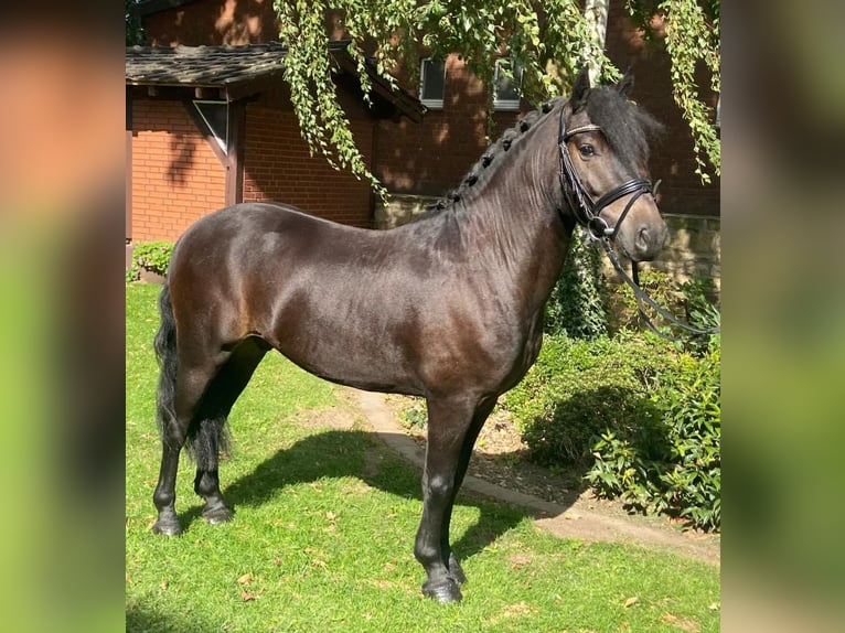 Altre razze Castrone 4 Anni 135 cm Baio nero in Hopsten