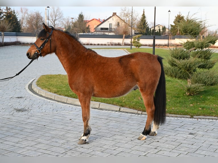 Altre razze Castrone 4 Anni 137 cm Baio in Jeżów