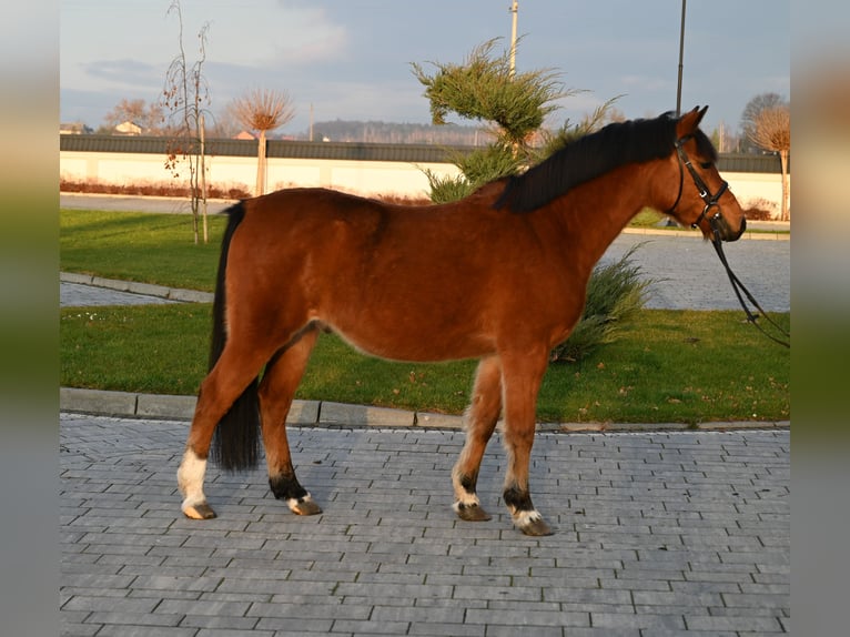 Altre razze Castrone 4 Anni 137 cm Baio in Jeżów