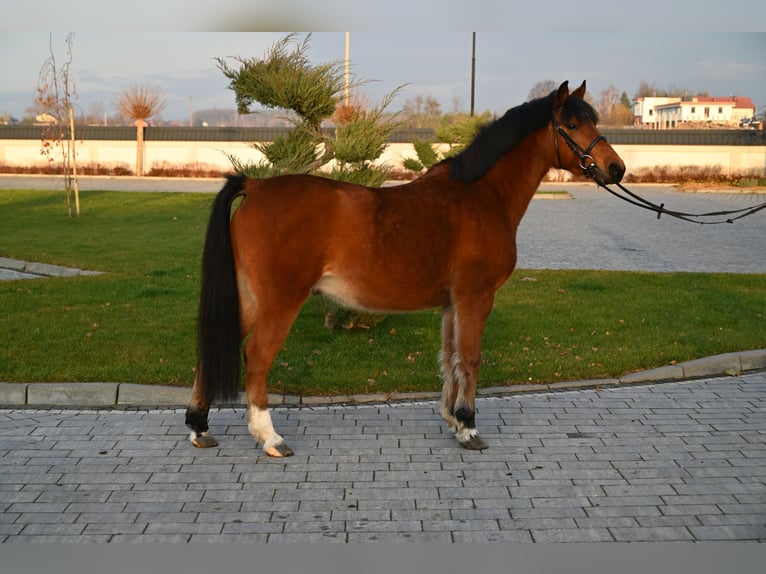 Altre razze Castrone 4 Anni 137 cm Baio in Jeżów