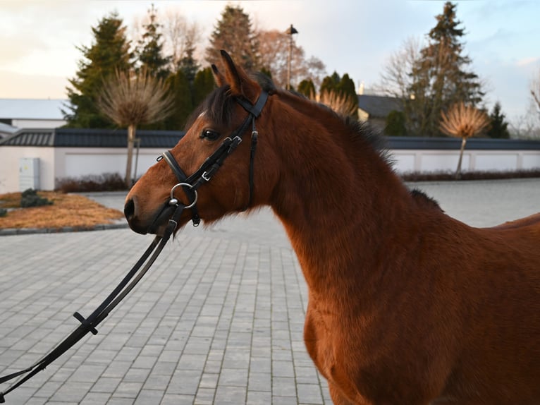 Altre razze Castrone 4 Anni 137 cm Baio in Jeżów