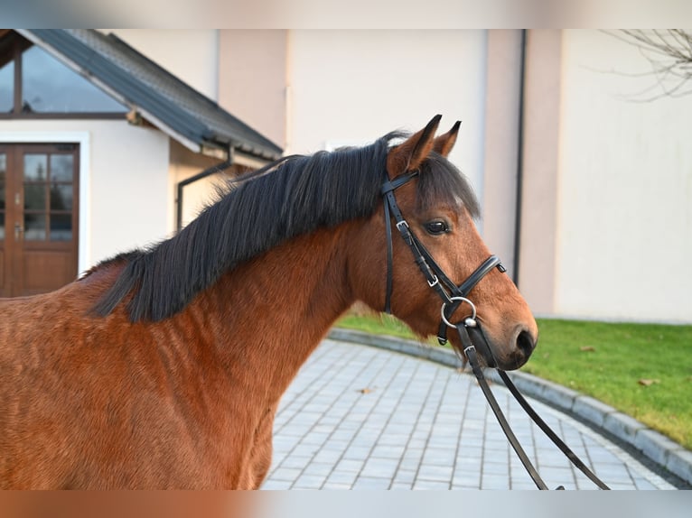 Altre razze Castrone 4 Anni 137 cm Baio in Jeżów