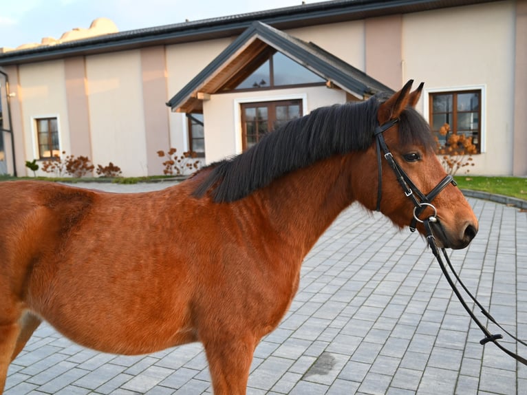 Altre razze Castrone 4 Anni 137 cm Baio in Jeżów