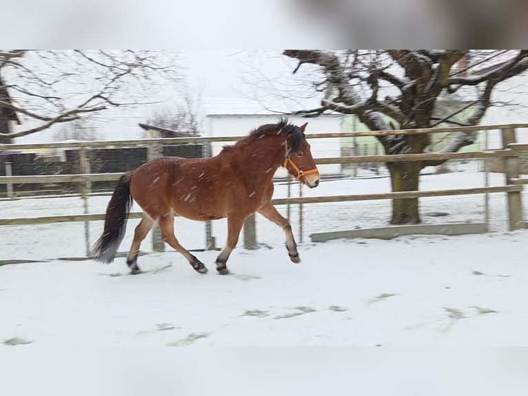Altre razze Mix Castrone 4 Anni 142 cm Baio in Unterwart