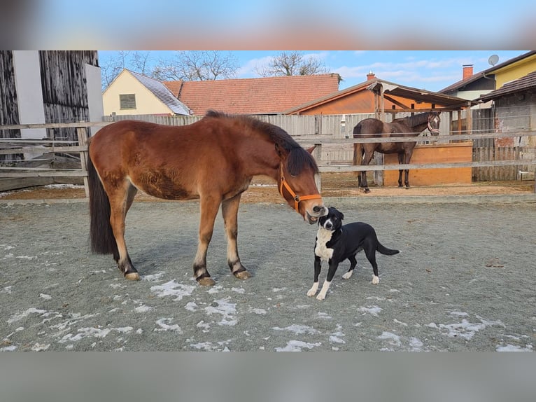 Altre razze Mix Castrone 4 Anni 142 cm Baio in Unterwart