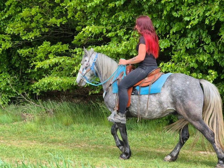 Altre razze Castrone 4 Anni 145 cm Grigio pezzato in Linkenbach