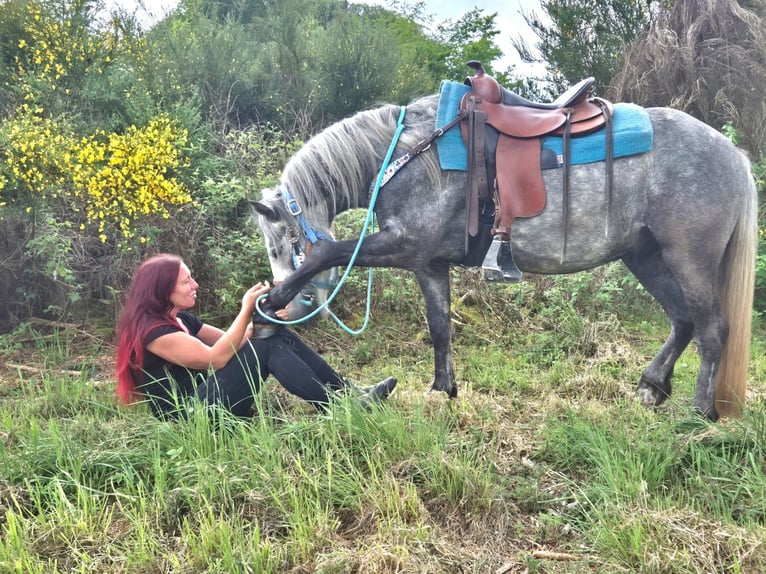 Altre razze Castrone 4 Anni 145 cm Grigio pezzato in Linkenbach