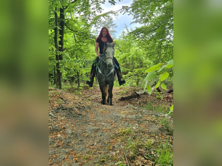 Altre razze Castrone 4 Anni 145 cm Grigio pezzato in Linkenbach