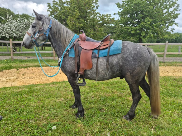 Altre razze Castrone 4 Anni 145 cm Grigio pezzato in Linkenbach