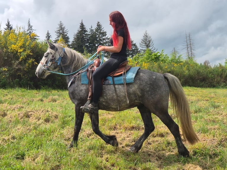 Altre razze Castrone 4 Anni 145 cm Grigio pezzato in Linkenbach