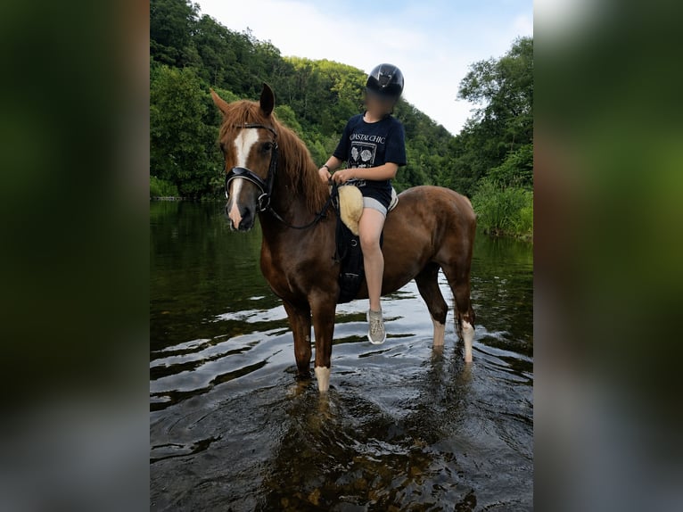 Altre razze Castrone 4 Anni 145 cm Sauro in Hennef