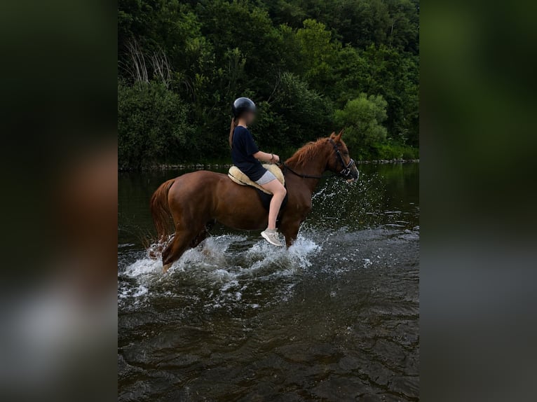 Altre razze Castrone 4 Anni 145 cm Sauro in Hennef