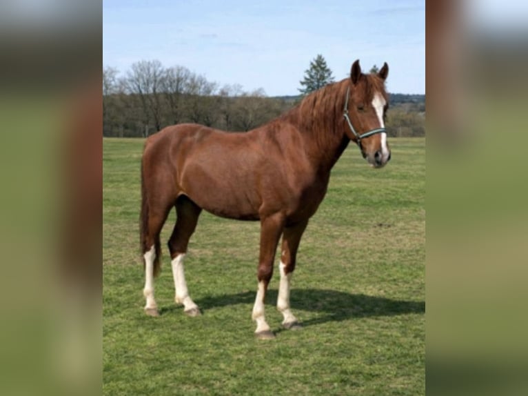 Altre razze Castrone 4 Anni 145 cm Sauro in Hennef