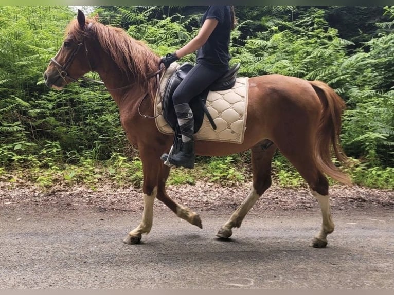 Altre razze Castrone 4 Anni 145 cm Sauro in Hennef