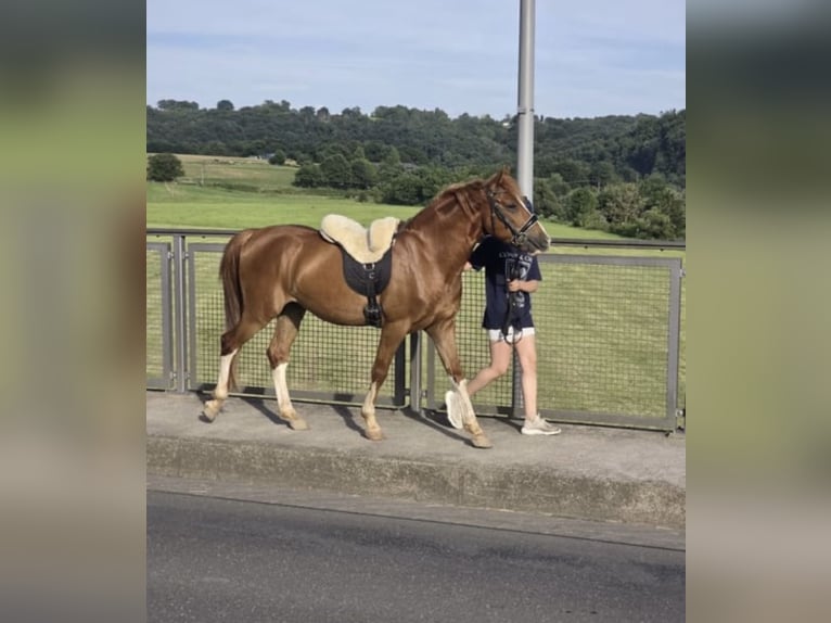 Altre razze Castrone 4 Anni 145 cm Sauro in Hennef