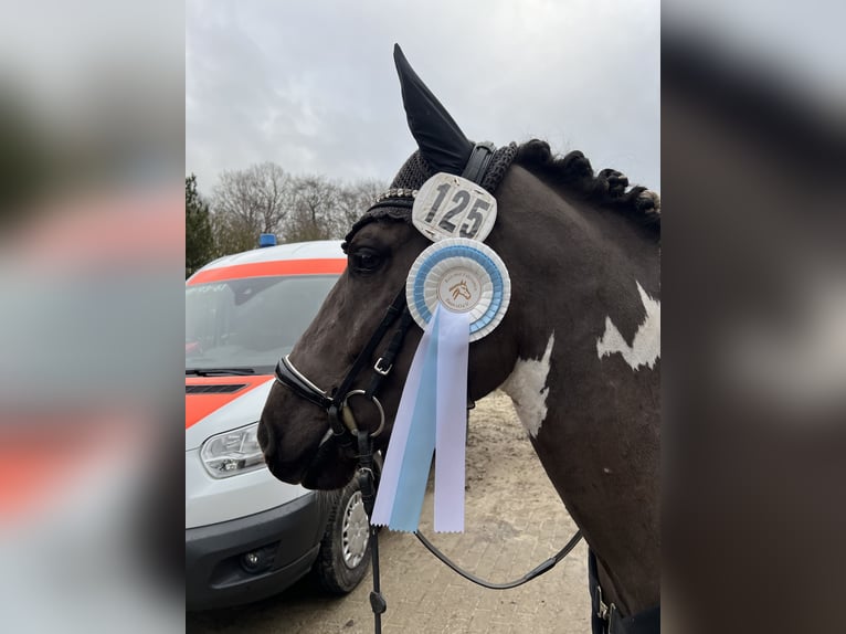 Altre razze Castrone 4 Anni 145 cm Tobiano-tutti i colori in Bramsche