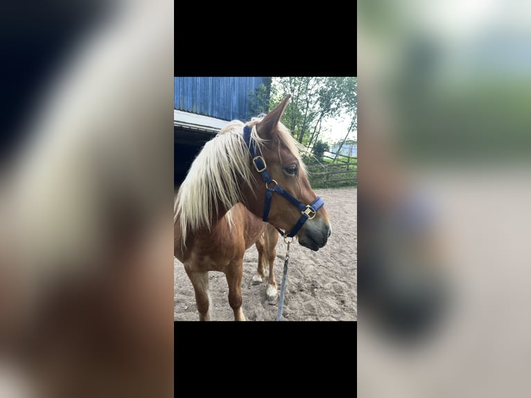 Altre razze Mix Castrone 4 Anni 146 cm Baio in Breckerfeld