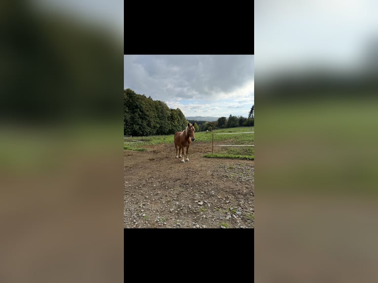 Altre razze Mix Castrone 4 Anni 146 cm Baio in Breckerfeld