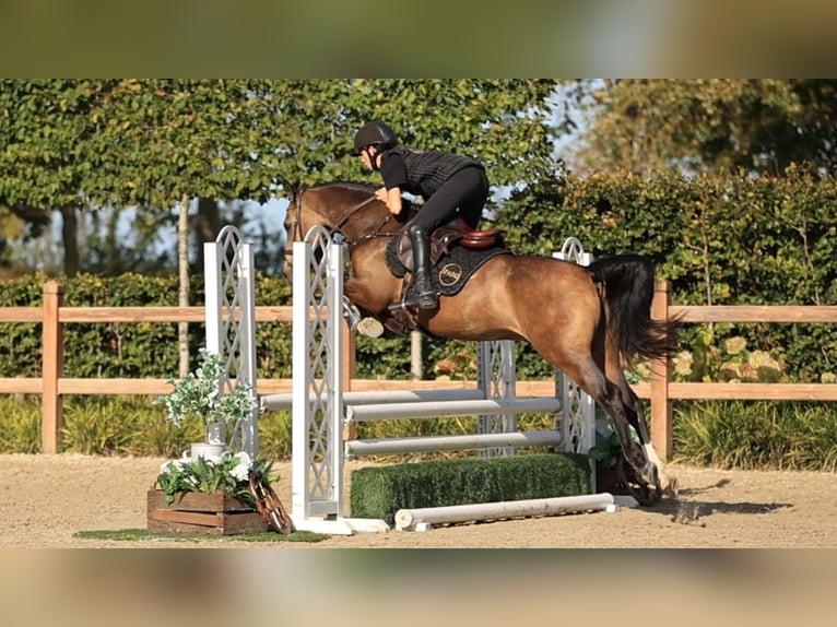 Altre razze Castrone 4 Anni 147 cm  in Oost West en Middelbeers