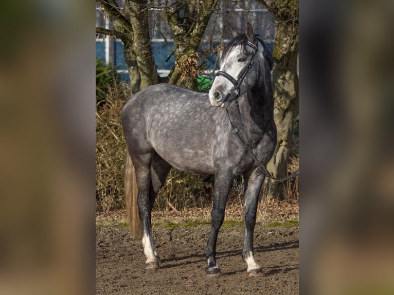 Altre razze Castrone 4 Anni 148 cm Grigio in Schwäbisch Gmünd