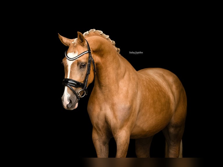 Altre razze Castrone 4 Anni 148 cm Palomino in Oost West en Middelbeers