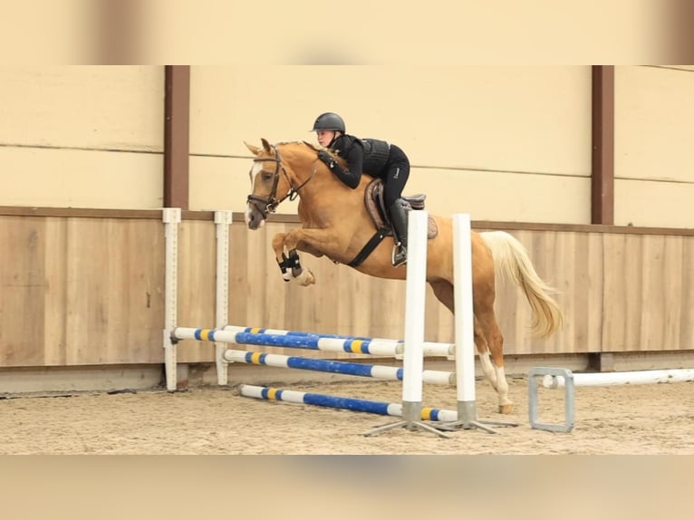 Altre razze Castrone 4 Anni 148 cm Palomino in Oost West en Middelbeers