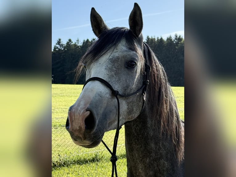 Altre razze Mix Castrone 4 Anni 150 cm Grigio pezzato in EberhardzelL
