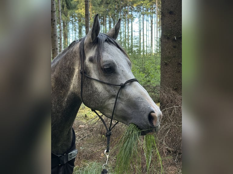 Altre razze Mix Castrone 4 Anni 150 cm Grigio pezzato in EberhardzelL