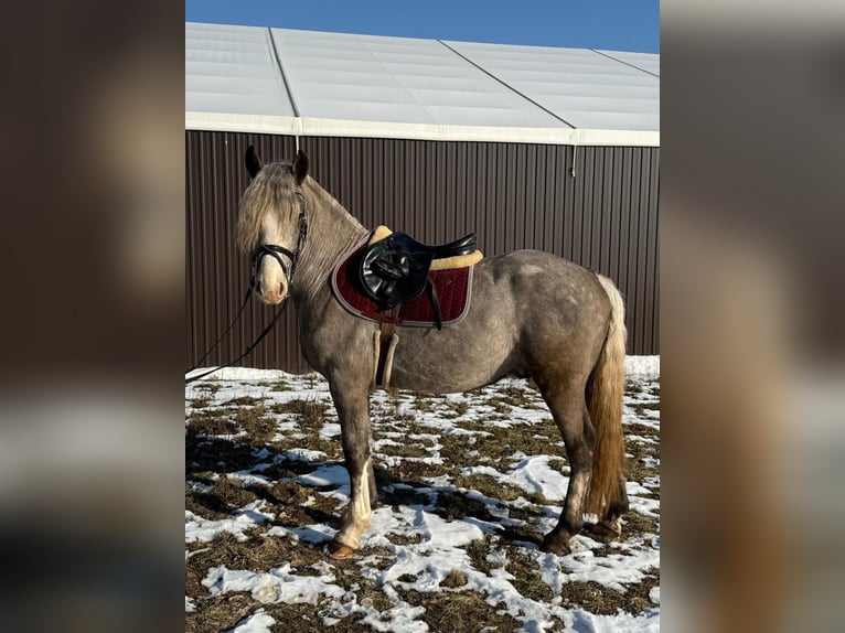 Altre razze Castrone 4 Anni 150 cm Pelle di daino in Vilnius