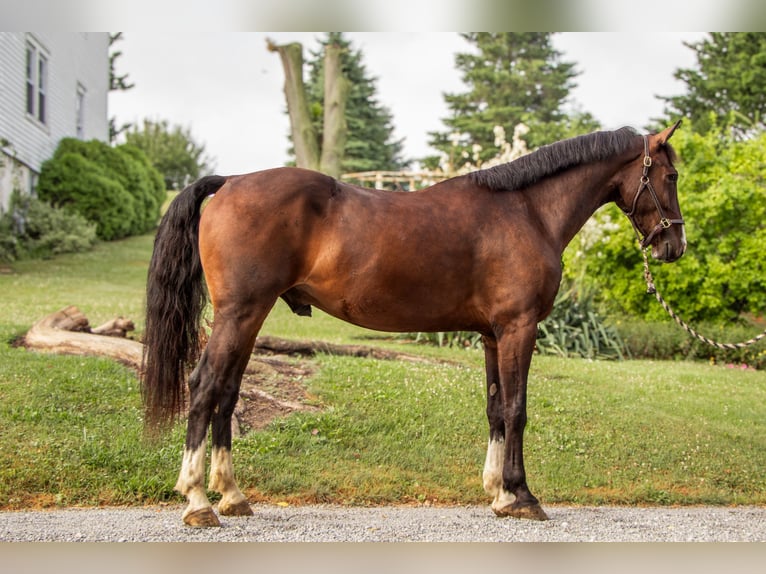 Altre razze Castrone 4 Anni 152 cm Baio ciliegia in Dundee