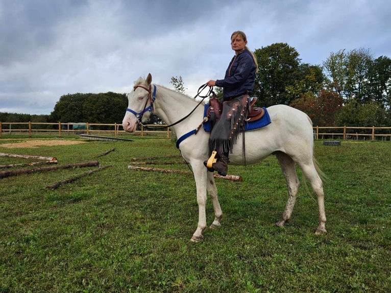 Altre razze Castrone 4 Anni 152 cm Cremello in Linkenbach