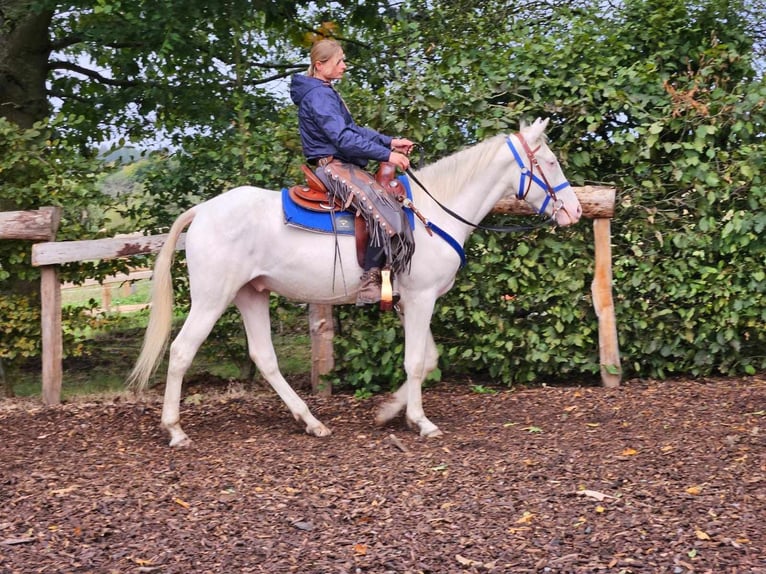 Altre razze Castrone 4 Anni 152 cm Cremello in Linkenbach