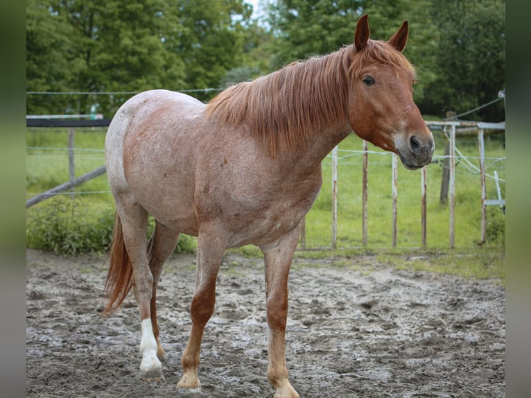 Altre razze Castrone 4 Anni 152 cm Roano rosso in Bergkamen