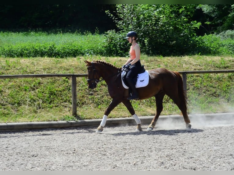 Altre razze Castrone 4 Anni 152 cm Sauro in Wellheim