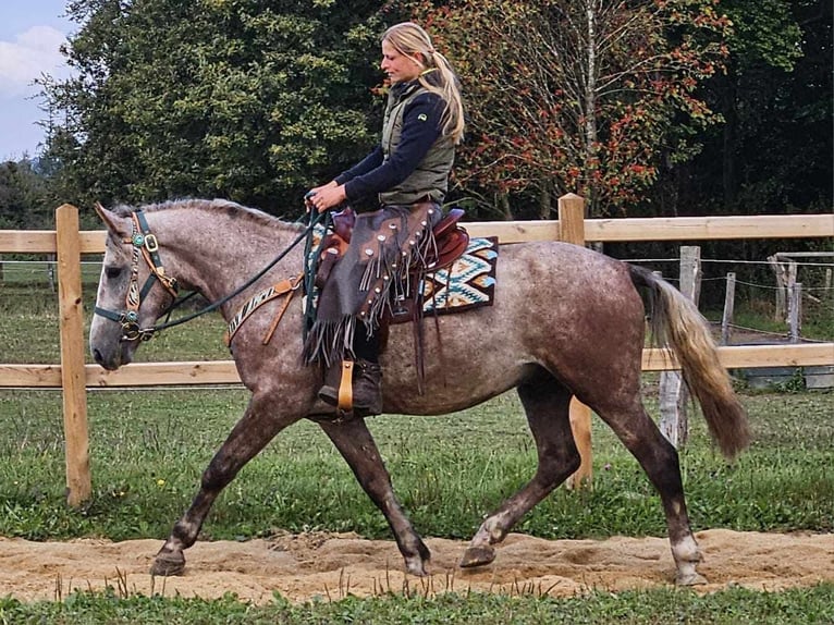 Altre razze Castrone 4 Anni 153 cm Grigio in Linkenbach