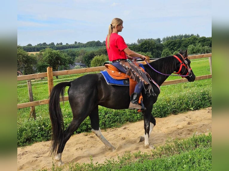 Altre razze Castrone 4 Anni 153 cm Pezzato in Linkenbach