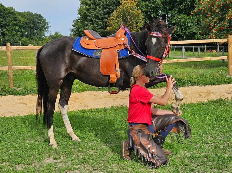 Altre razze Castrone 4 Anni 153 cm Pezzato in Linkenbach