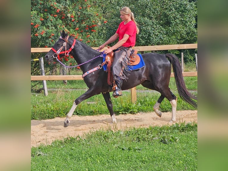 Altre razze Castrone 4 Anni 153 cm Pezzato in Linkenbach