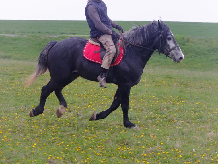 Altre razze Castrone 4 Anni 154 cm Grigio ferro in Buttstädt