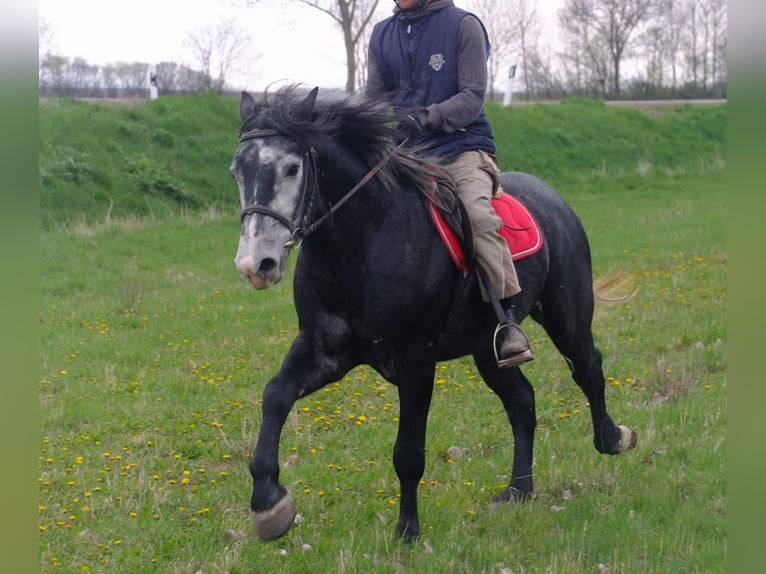 Altre razze Castrone 4 Anni 154 cm Grigio ferro in Buttstädt