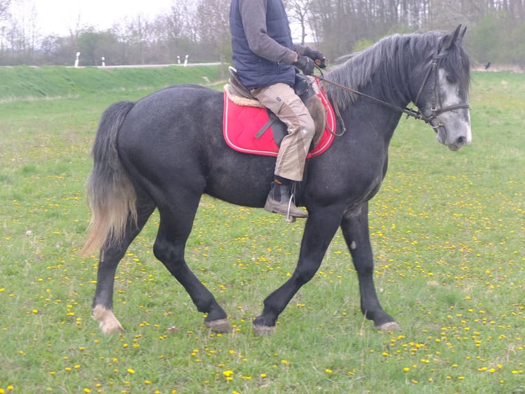 Altre razze Castrone 4 Anni 154 cm Grigio ferro in Buttstädt