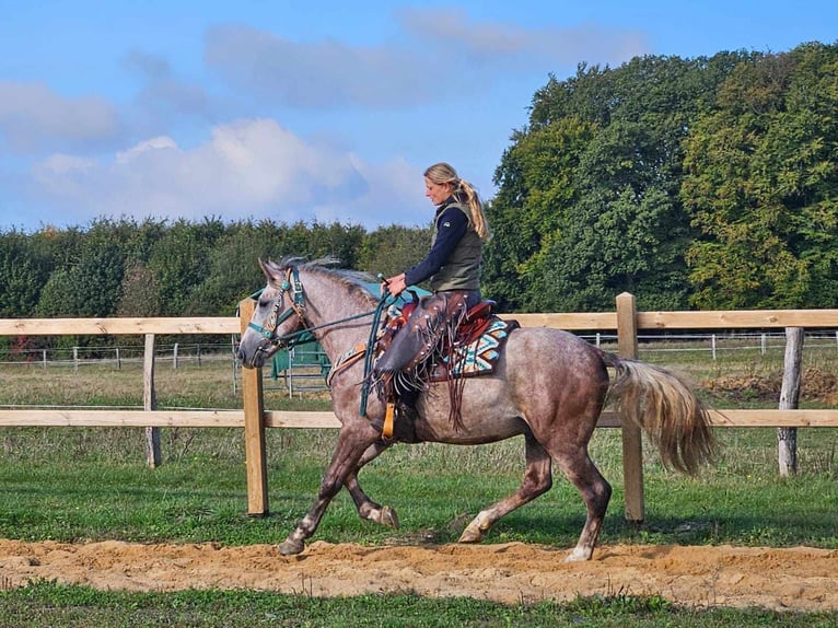 Altre razze Castrone 4 Anni 154 cm Grigio pezzato in Linkenbach