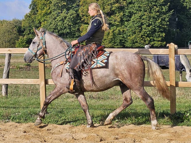 Altre razze Castrone 4 Anni 154 cm Grigio pezzato in Linkenbach