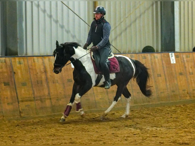 Altre razze Castrone 4 Anni 154 cm Pezzato in Neustadt (Wied)