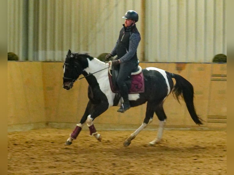 Altre razze Castrone 4 Anni 154 cm Pezzato in Neustadt (Wied)