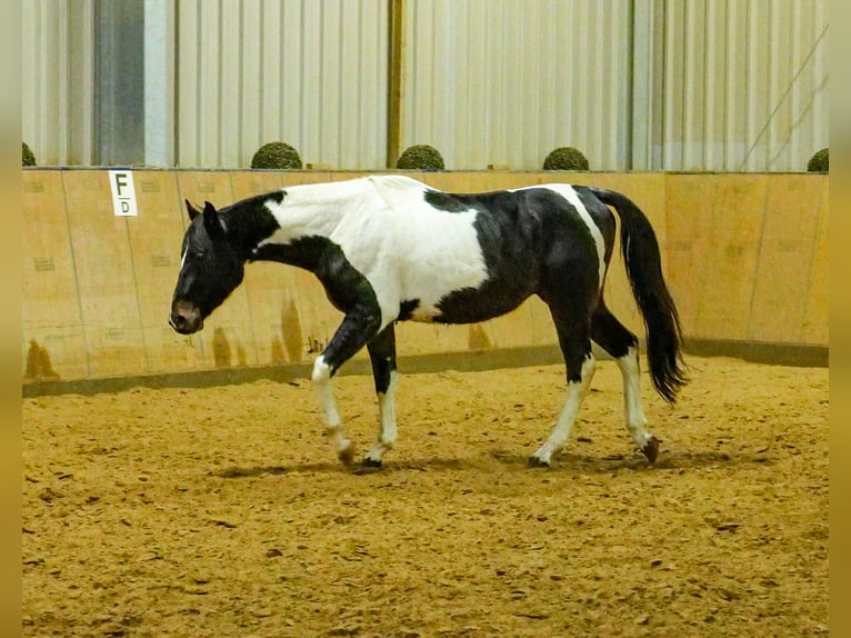 Altre razze Castrone 4 Anni 154 cm Pezzato in Neustadt (Wied)